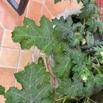 Solanum campechiense Leaf