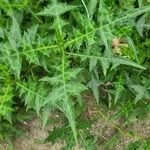 Acanthus montanus Leaf