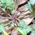 Corydalis flavula Fruit