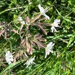 Silene italica Kwiat
