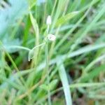 Cerastium fontanumFlower