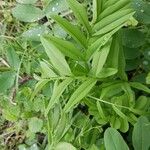 Galega officinalisЛіст