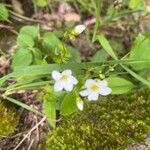 Saxifraga hypnoides Fula