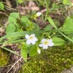 Saxifraga hypnoides Λουλούδι