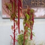 Amaranthus caudatus Hábito