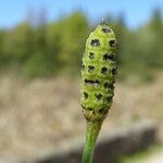 Equisetum ramosissimum 果實