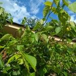 Corylus americana Lapas