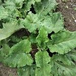 Arctium nemorosum Feuille