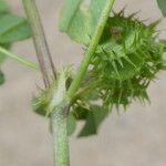 Medicago polymorpha Ŝelo