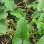 Convolvulus sagittatus Leaf