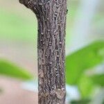 Hibiscus boryanus Schors