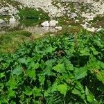 Chenopodium bonus-henricus Leaf