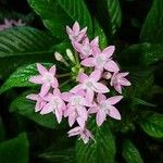 Pentas lanceolata Çiçek