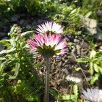 Bellis sylvestris Lubje