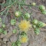 Centaurea salonitana Flower