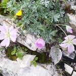 Geranium argenteum Blomma