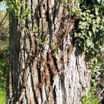 Populus nigra Écorce