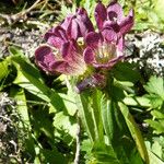 Gentiana pannonica Квітка