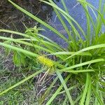 Carex lurida Frucht