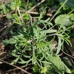 Scabiosa cinerea Листок