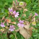 Cuphea ericoides Flor