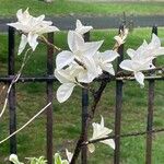 Magnolia denudata Květ