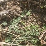 Euphorbia serpens Leaf