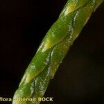 Lycopodium × oellgaardii Bark