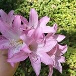 Amaryllis belladonna Floare