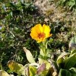 Calendula algeriensis Habitus