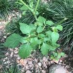 Solanum nigrum Owoc