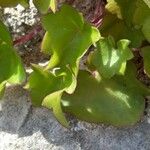 Cymbalaria muralis Leaf