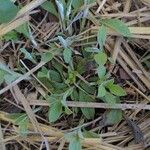 Antennaria neglecta Blatt