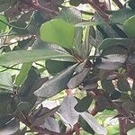 Mimusops caffra Leaf