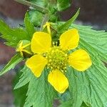 Geum macrophyllum Fula