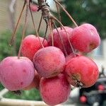 Malus × floribunda Φρούτο