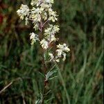 Thalictrum simplex Arall