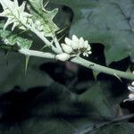 Solanum stramoniifolium 花