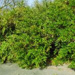 Berberis julianae 形态