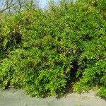 Berberis julianae Habit