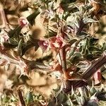 Salsola tragus Flower