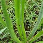 Albuca virens Hoja