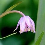 Dicentra formosa 花