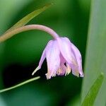 Dicentra formosa Kvet