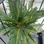 Cycas revoluta List