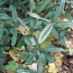 Berberis julianae Leaf