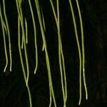 Huperzia phyllantha