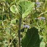 Grewia villosa Leaf