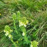 Pedicularis tuberosaFiore