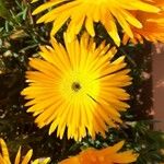 Lampranthus aurantiacus Fiore